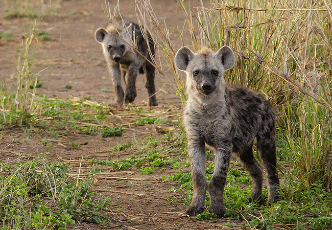 kitirua-conservancy-hyena Kitirua Conservancy Amboseli Eco-system Kenya Safaris