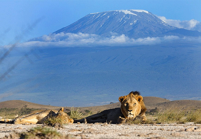 kitirua-conservancy-lions-located-within-the-amboseli-ecosystem-in-kenya Kitirua Conservancy Amboseli Eco-system Kenya Safaris