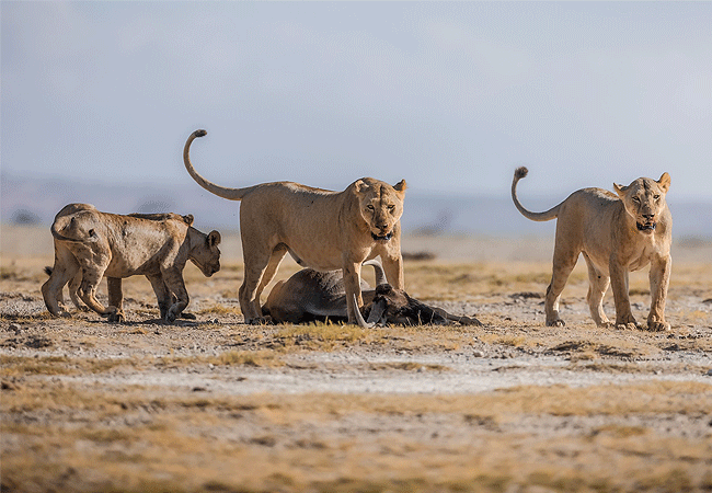 kitirua-conservancy-lions-with-a-kill Kitirua Conservancy Amboseli Eco-system Kenya Safaris