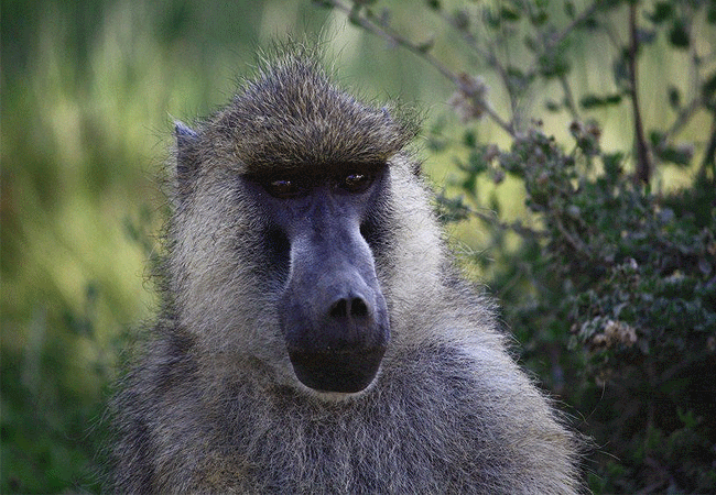 kitirua-conservancy-located-near-amboseli-national -park- is-home-to-yellow-baboons Kitirua Conservancy Amboseli Eco-system Kenya Safaris