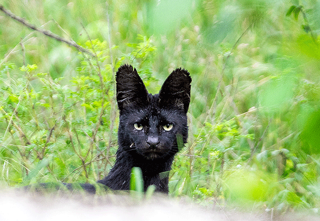 kitirua-conservancy-melanistic-serval-cat Kitirua Conservancy Amboseli Eco-system Kenya Safaris