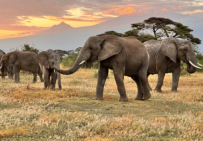 kitirua-conservancy-morning-sunrise-elephants Kitirua Conservancy Amboseli Eco-system Kenya Safaris