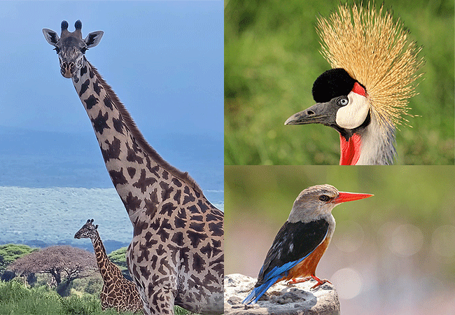 kitirua-conservancy-wildlife-and-birds Kitirua Conservancy Amboseli Eco-system Kenya Safaris