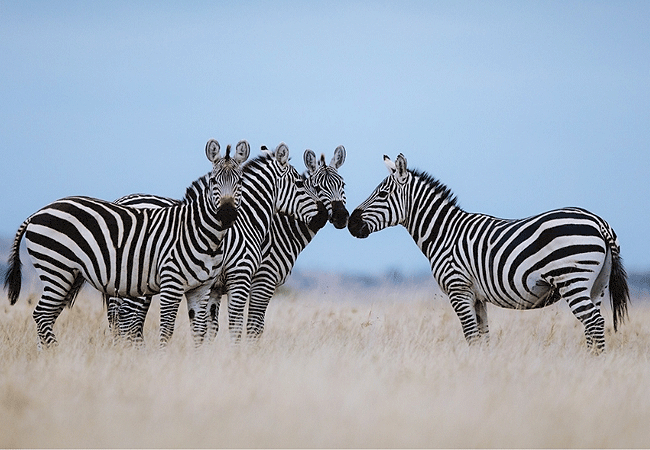 kitirua-conservancy-zebras Kitirua Conservancy Amboseli Eco-system Kenya Safaris