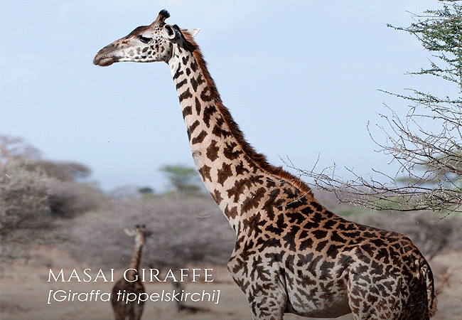 3-day-fly-in-safari-sasaab-luxury-tented-camp-samburu-is-home-to-the-masai-giraffe-in-samburu-kenya 3 Day Fly-in Safari Sasaab Luxury Tented Camp Samburu