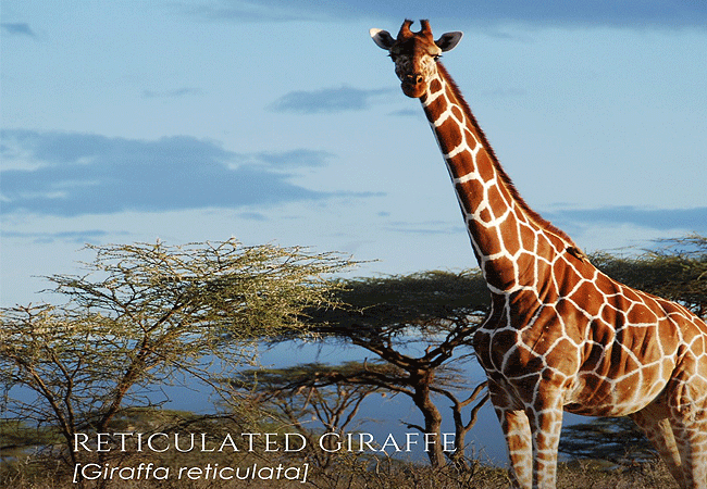 3-day-fly-in-safari-sasaab-luxury-tented-camp-samburu-is-home-to-the-reticulated-giraffe-in-samburu-kenya 3 Day Fly-in Safari Sasaab Luxury Tented Camp Samburu