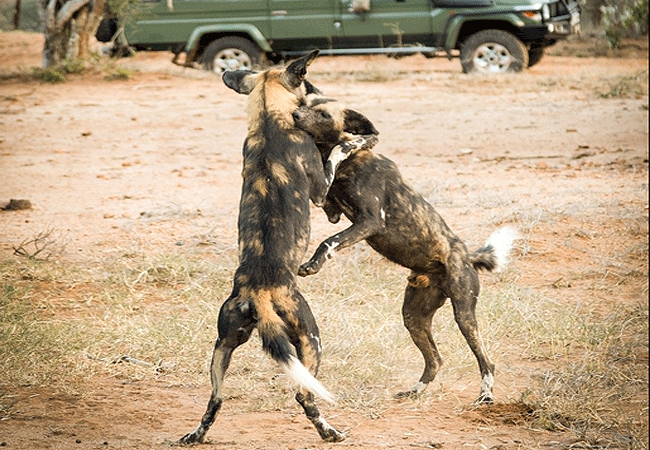 3-day-fly-in-safari-sasaab-luxury-tented-camp-samburu-offers-s-learning-opportunity-about-the-fascinating-painted-wolves-of-africa-also-known-as-african-wild-dogs 3 Day Fly-in Safari Sasaab Luxury Tented Camp Samburu