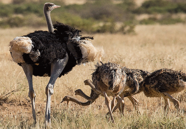 3-day-fly-in-safari-sasaab-luxury-tented-camp-samburu-somali-ostrich-chicks 3 Day Fly-in Safari Sasaab Luxury Tented Camp Samburu