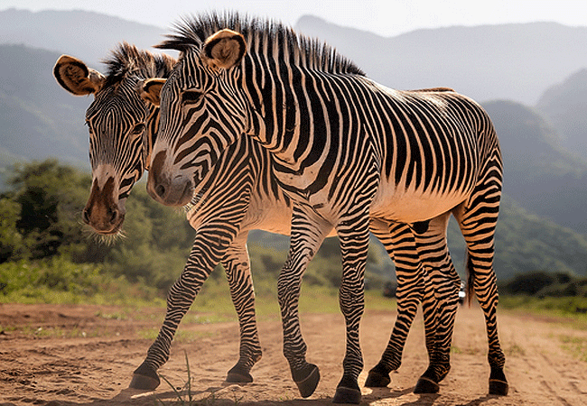 Namunyak Community Conservancy Samburu Kenya