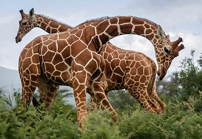 Namunyak Community Conservancy Samburu Kenya