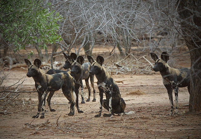 Namunyak Community Conservancy Samburu Kenya