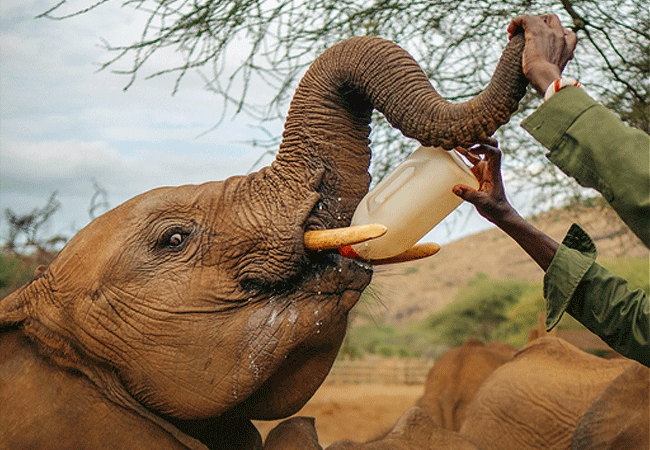 Reteti Elephant Sanctuary