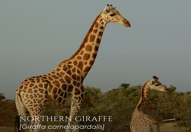 sasaab-luxury-tented-camp-westgate-conservancy-samburu-is-home-to-the-northern-giraffe-in-samburu-kenya Sasaab Luxury Tented Camp Westgate Conservancy Samburu Kenya