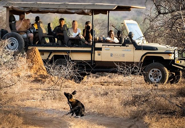 sasaab-luxury-tented-camp-westgate-samburu-game-drive-guests-looking-at-the-african-painted-wolves-also-known-as-wild-dogs Sasaab Luxury Tented Camp Westgate Conservancy Samburu Kenya