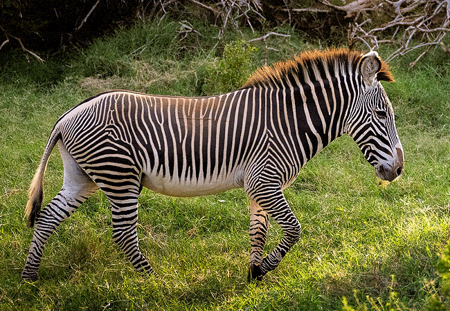 sasaab-luxury-tented-camp-westgate-samburu-grevy-zebra Sasaab Luxury Tented Camp Westgate Conservancy Samburu Kenya