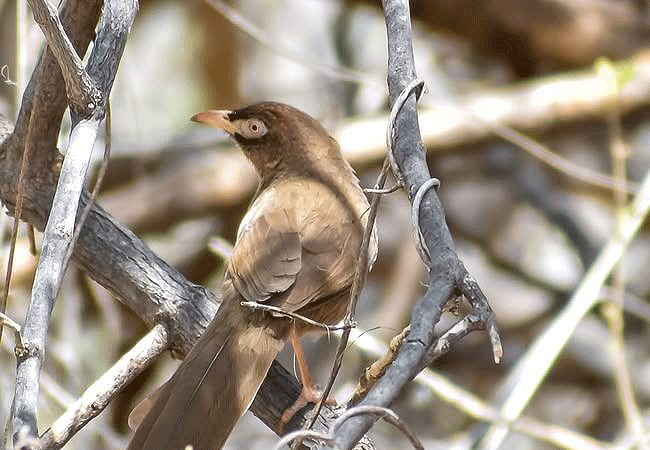 Sera Wildlife Conservancy