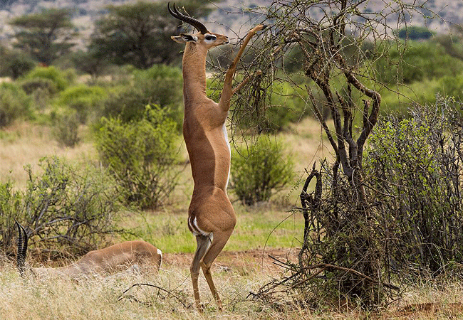 Sera Wildlife Conservancy