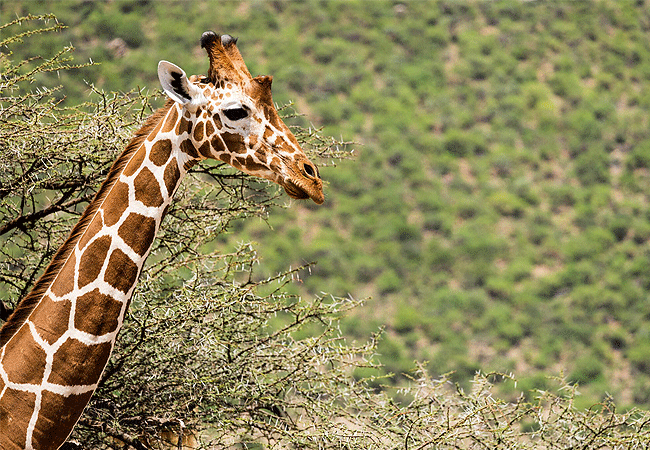 Sera Wildlife Conservancy