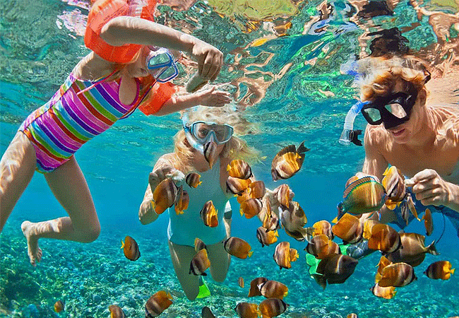 1-Day Fly-in Mafia Island Marine Park Tanzania Whale Shark Tour from Zanzibar