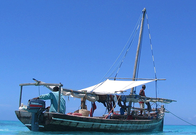 1-Day Fly-in Mafia Island Marine Park Tanzania Whale Shark Tour from Zanzibar