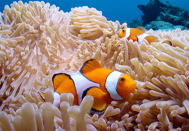 1-Day Fly-in Mafia Island Marine Park Tanzania Whale Shark Tour from Zanzibar