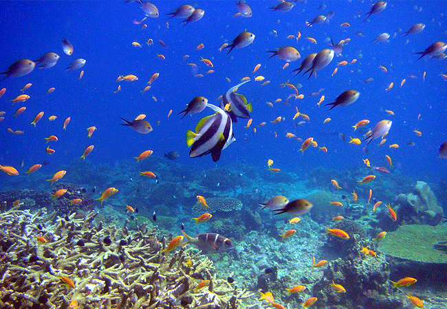 1-Day Fly-in Mafia Island Marine Park Tanzania Whale Shark Tour from Zanzibar