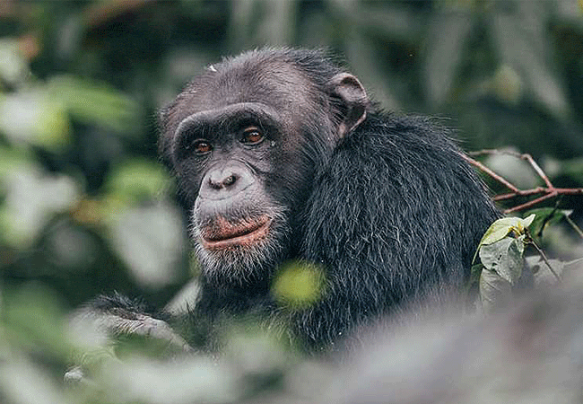 1 Day Tour Rubondo Island National Park Southwestern Lake Victoria Tanzania