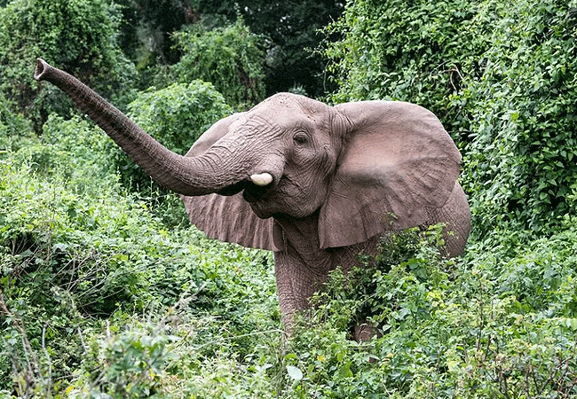 1 Day Tour Rubondo Island National Park Southwestern Lake Victoria Tanzania