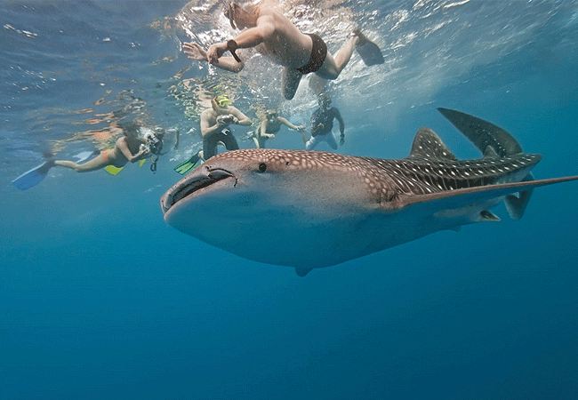 1-Day Fly-in Mafia Island Marine Park Tanzania Whale Shark Tour from Zanzibar