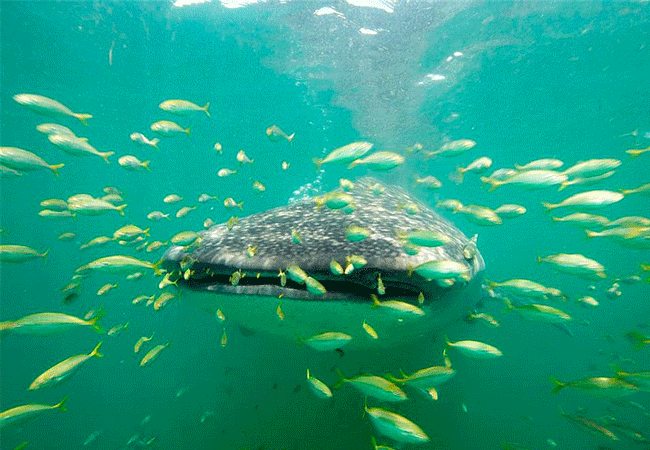 1-Day Fly-in Mafia Island Marine Park Tanzania Whale Shark Tour from Zanzibar