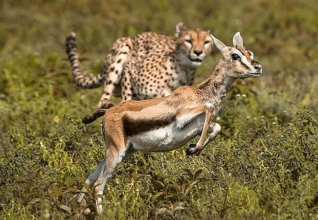 serengeti-national-park-1-day-fly-in-safari-from-arusha-tanzania-cheetah-vs-impala-at-namiri-plain 1-day fly-in safari to Serengeti National Park from Arusha Tanzania