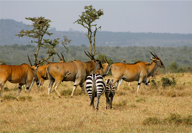 serengeti-national-park-1-day-fly-in-safari-from-arusha-tanzania-eland-and-zebra 1-day fly-in safari to Serengeti National Park from Arusha Tanzania