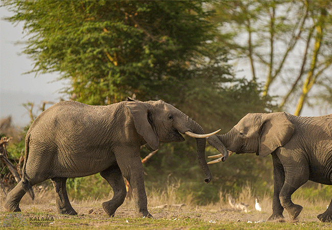 serengeti-national-park-1-day-fly-in-safari-from-arusha-tanzania-elephants 1-day fly-in safari to Serengeti National Park from Arusha Tanzania