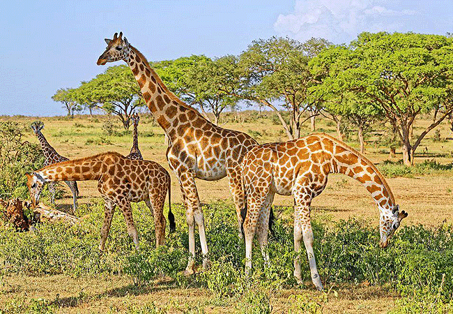 serengeti-national-park-1-day-fly-in-safari-from-arusha-tanzania-giraffe 1-day fly-in safari to Serengeti National Park from Arusha Tanzania