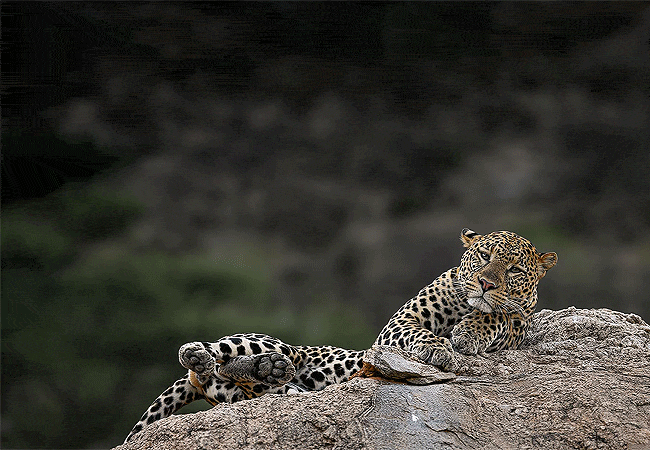 serengeti-national-park-1-day-fly-in-safari-from-arusha-tanzania-leopard 1-day fly-in safari to Serengeti National Park from Arusha Tanzania