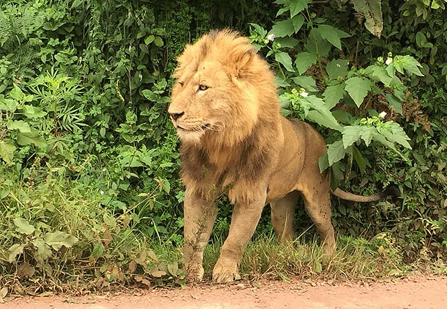 serengeti-national-park-1-day-fly-in-safari-from-arusha-tanzania-lion 1-day fly-in safari to Serengeti National Park from Arusha Tanzania