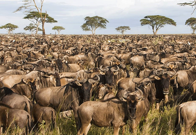 serengeti-national-park-1-day-fly-in-safari-from-arusha-tanzania-the-great-wildebeest-migration-of-over-1.5-million-wildebeest 1-day fly-in safari to Serengeti National Park from Arusha Tanzania