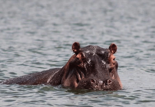 Hippo Point Wildlife Conservancy
