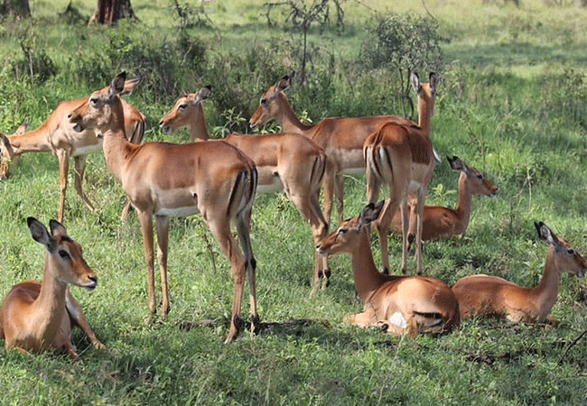 Hippo Point Wildlife Conservancy in Naivasha