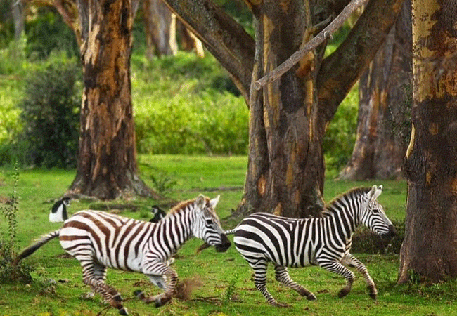 Hippo Point Wildlife Conservancy in Naivasha