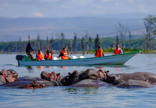 Hippo Point Wildlife Conservancy is a private sanctuary situated between Lake Naivasha and Lake Oloidien that offers exclusive boat trips as part of its guest experiences. While the conservancy primarily caters to its overnight guests at the Manor House, boat rides are a signature activity for viewing the area's massive hippo pods and over 350 bird species