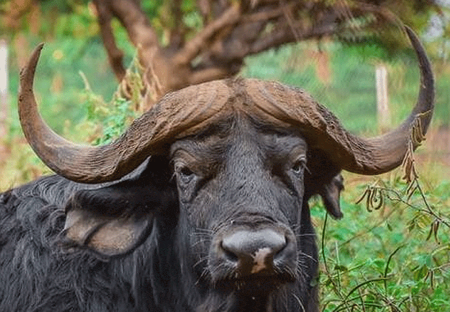 Kisumu Impala Sanctuary