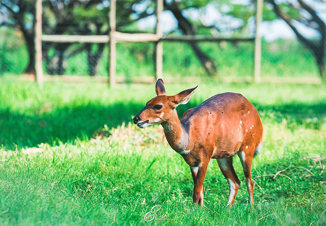 Kisumu Impala Sanctuary