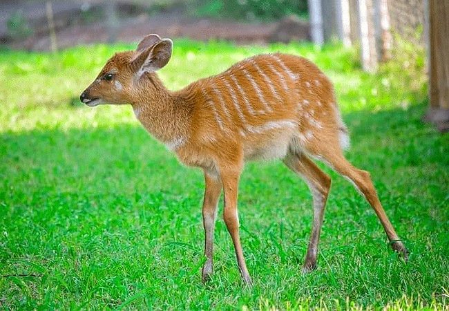 Kisumu Impala Sanctuary