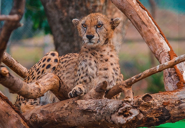Kisumu Impala Sanctuary
