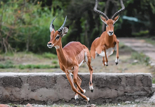 Kisumu Impala Sanctuary