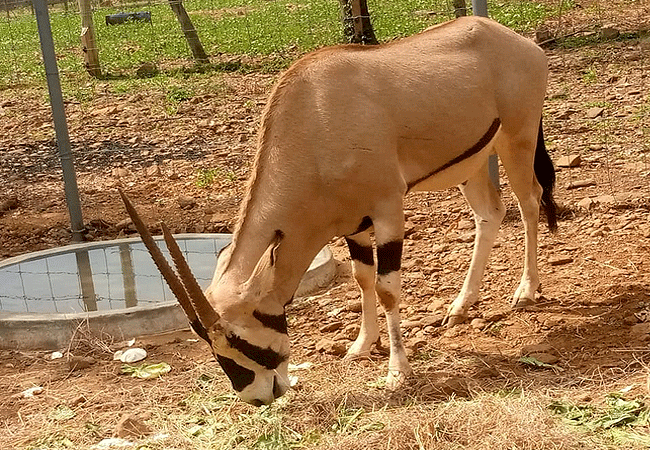 Kisumu Impala Sanctuary