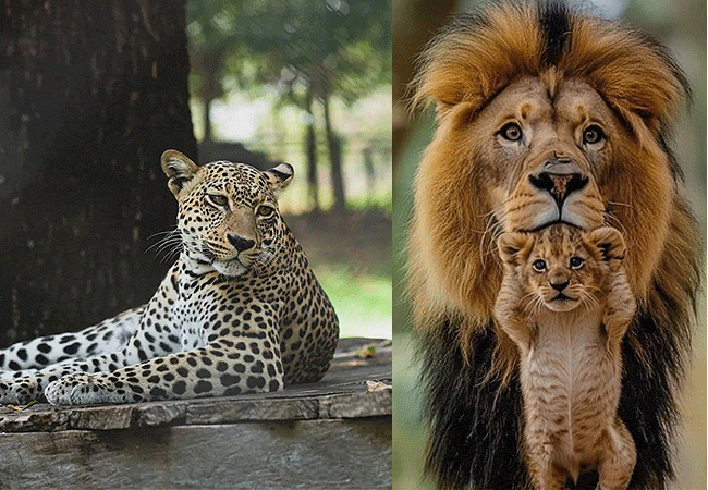 Kisumu Impala Sanctuary