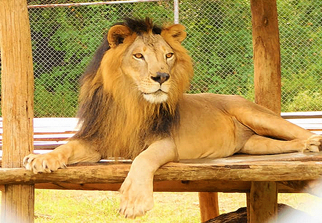 Kisumu Impala Sanctuary