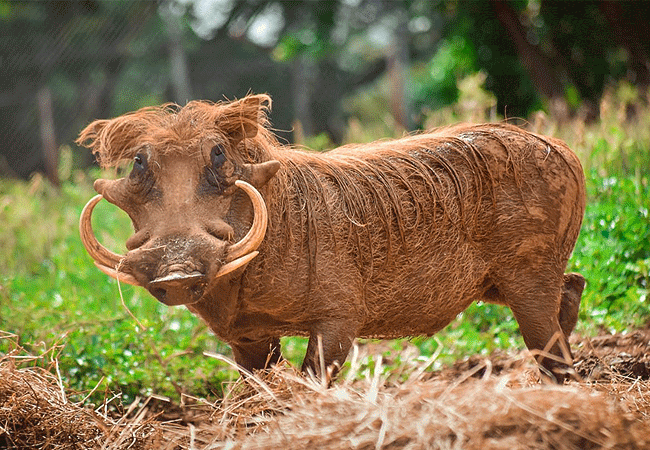Kisumu Impala Sanctuary